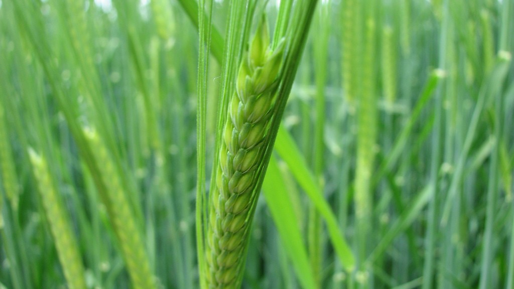 Barley Grass – Herb Encyclopedia | Avani Exporters – IN
